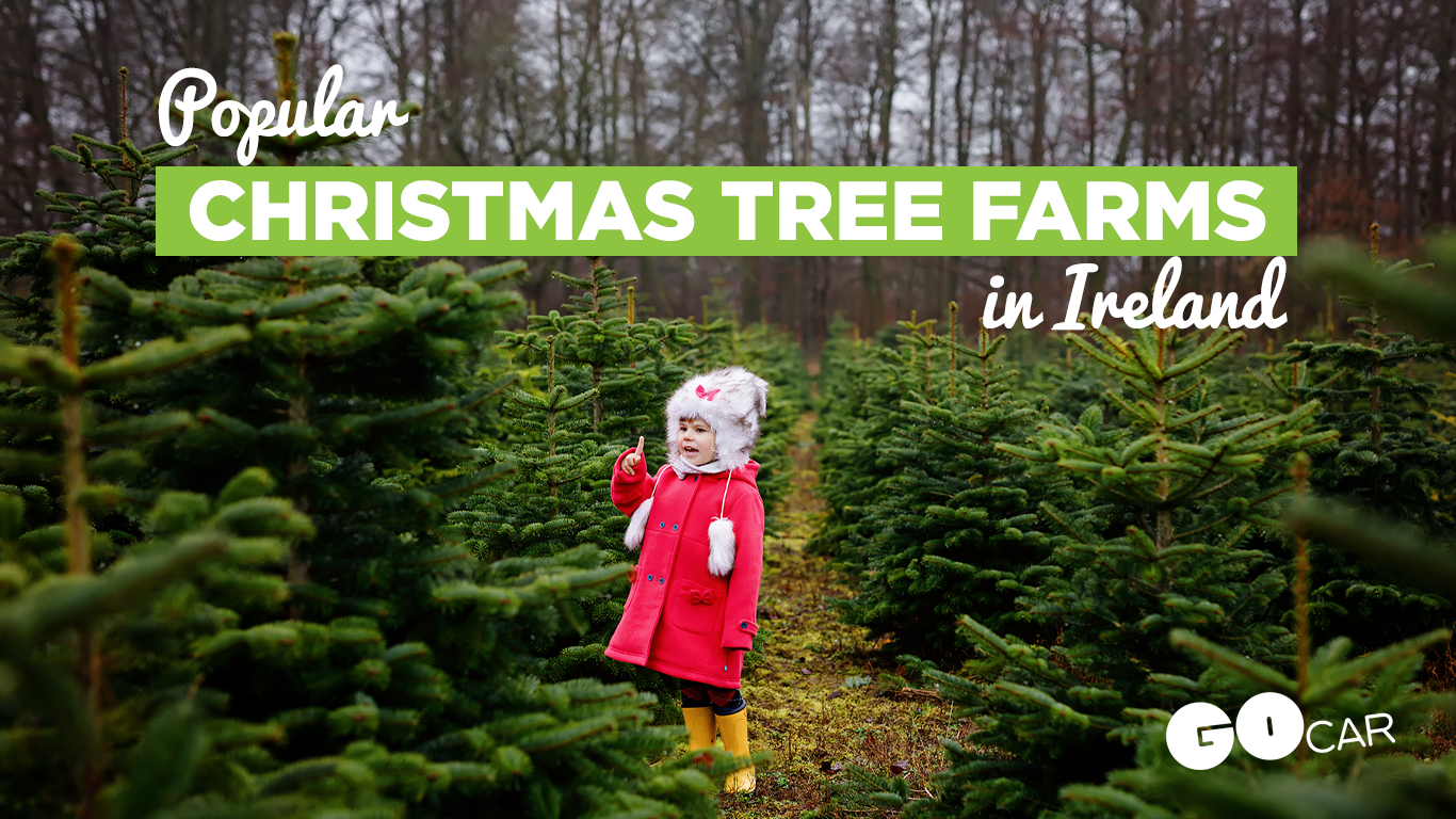 Popular Christmas Tree Farms in Ireland GoCar